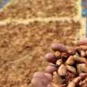 Jamin Ketersediaan Bahan Baku, Kemenperin Inisiasi Kelembagaan Kakao dan Kelapa