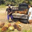 Musim Trek, Produksi Sawit Petani di Muara Enim Anjlok Hingga 75 Persen