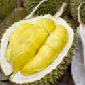 Penuhi Pasar China, Petani Durian Malaysia Lakukan Modifikasi Rasa