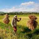 Harga Gabah di Tingkat Petani Lampung Naik 8,18 Persen