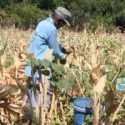 Harga Panen Anjlok, Petani Jagung di Blora Merana