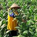 Petani Desak Kementan Lindungi Komoditas Tembakau dan Cengkeh