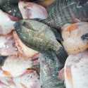 Hilirisasi Tilapia Jateng Tembus Pasar Global