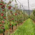 Akibat Perubahan Iklim, Produksi Apple Kashmir Menurun Drastis