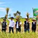 Program Mitra Tani Bulog Serap Panen Petani di Banyuwangi