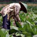 Lahan Tembakau Blora Berkembang Pesat, Petani Sejahtera