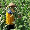 Petani Tembakau dan Cengkeh Kembali Tolak Aturan Rokok Kemasan Polos