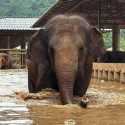 Chiang Mai Thailand Dilanda Banjir, 125 Gajah Dievakuasi