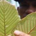 Kratom Indonesia Kian Dilirik Pasar Global, Bernilai Miliaran Rupiah