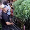 Kebun Ganja di Kapuk Digerebek Polisi, 1 Pelaku Diringkus