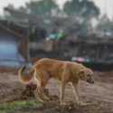 Kejam, Israel Sengaja Biarkan Jenazah Warga Gaza Dimakan Anjing Liar