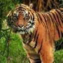 Hoaks Harimau Jawa Melintas di Kawasan Hutan Mantingan Rembang