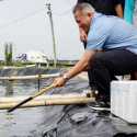 Ikut Panen Ikan, Wamenkop Pastikan Koperasi Siap Wujudkan Program Ketahanan Pangan