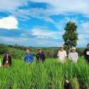 Tanam Padi Gogo di Banten Sukses, Petani Sampaikan Terima Kasih kepada Kementan