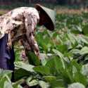 Petani Tembakau: Jangan Ada Upaya yang Menyakiti Sumber Mata Pencaharian Kami