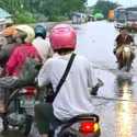 Banjir Kaligawe Lumpuhkan Jalur Pantura Semarang-Demak