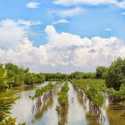 Kawali: Mangrove Benteng Kedaulatan Pesisir Pantai