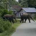 Dua Gajah Liar Masuk Pemukiman Warga di Aceh Barat