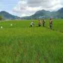 Sawah di Banjarnegara Diserang Hama Tikus