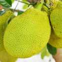 China Perketat Aturan Impor, Harga Nangka Vietnam Anjlok