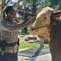 Prabowo Beli Sapi Milik Bhabinkamtibmas jadi Hewan Kurban