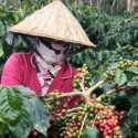 Fluktuasi Harga Kopi di Lampung Barat Cukup Tajam, Ini Penyebabnya