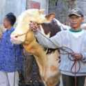 Probolinggo Dapat Sapi Kurban Presiden Prabowo Jenis Simmental 994 Kg