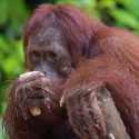 Krisis Habitat Satwa, PalmCo Komitmen Rehabilitasi Orang Utan di Kalimantan