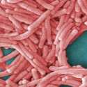 Warga New York Dihantui Penyakit Legionnaires