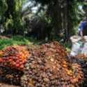 Harga CPO Melemah di Awal Perdagangan