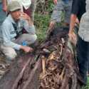 Ditemukan Kerangka Manusia di Dalam Pohon Aren Tumbang