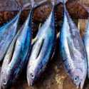 Indonesia Ingin Pengaturan Kuota Tuna Sirip Biru Berkeadilan