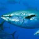 Indonesia Perjuangkan Tambahan Kuota Penangkapan Tuna Sirip Biru