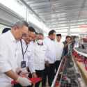 Menko Pangan Panen Brokoli hingga Ayam Petelur di Rumah Pangan PNM
