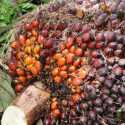 Pemerintah Harus Benahi Sistem Pendanaan Kelapa Sawit