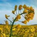Australia Curi Peluang Ekspor Kanola ke China