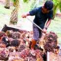 Pemerintah Siap Kembangkan Bahan Bakar Penerbangan Berbasis Sawit