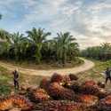 Pansus Agraria Mandeg, Keresahan Petani Sawit Meningkat