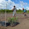 Rehabilitasi Mangrove di Rote Ndao Perkuat K-SIGN