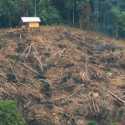 Hutan Dibabat Untung Diraup: Deforestasi dan Bencana Ekologis Sumatera