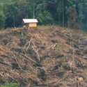 Hutan Tidak Gundul Lebih Penting Ketimbang Bantuan Sembako