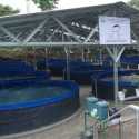 Program Budidaya KDKMP Siap Suplai Ikan untuk Kebutuhan MBG