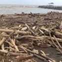 Pantai Larangan Tegal Penuh Kayu Gelondongan dari Gunung Slamet