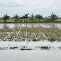 Ribuan Petani di Grobogan Terancam Gagal Panen Imbas Banjir
