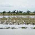 Gabah Petani Terdampak Banjir di Grobogan Tetap Dibeli Bulog