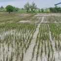 Ratusan Hektare Sawah di Kendal Gagal Panen Imbas Banjir