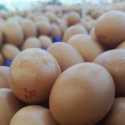 Simpan Telur di Kulkas, Dicuci Dulu atau Tidak?