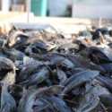 3,09 Ton Ikan Sapu-sapu Dimusnahkan di Jaktim