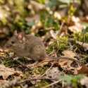 7 Cara Basmi Tikus di Rumah yang Aman untuk Cegah Hantavirus
