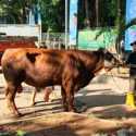 Wamentan Sebut Iduladha 1447 H Bawa Berkah bagi Peternak